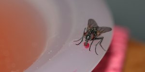 bahaya lalat