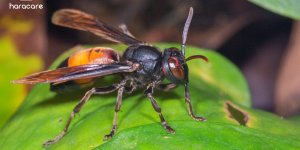 jenis tawon vespa affinis/ tawon ndas